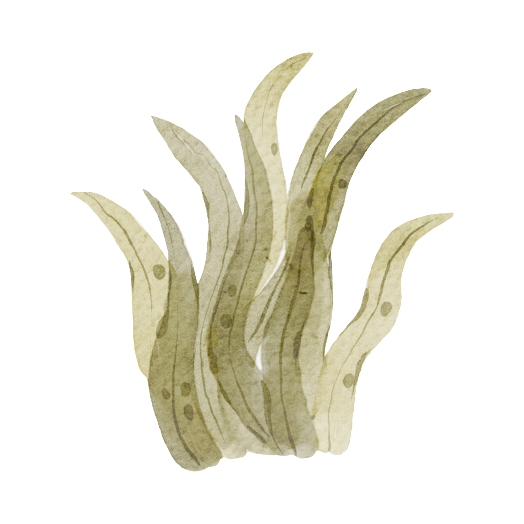 seaweed powder