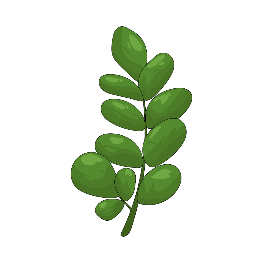 moringa powder